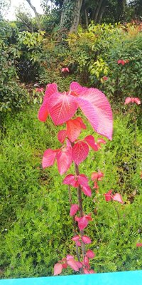 日本語 独り立ちに対して 一本立ち という言葉は 仕事に関して使う言葉です Yahoo 知恵袋