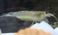 ヤマトヌマエビは汽水で飼育することは可能でしょうか また５ｃｍくらいの魚が Yahoo 知恵袋