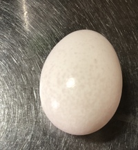 卵の殻に灰色の染みのようなものがあります 白い紙を濡らしたときの Yahoo 知恵袋