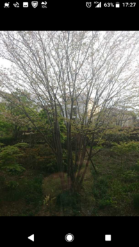 桜の枝の挿し木できますか 桜の枝を購入したものがあるのです Yahoo 知恵袋