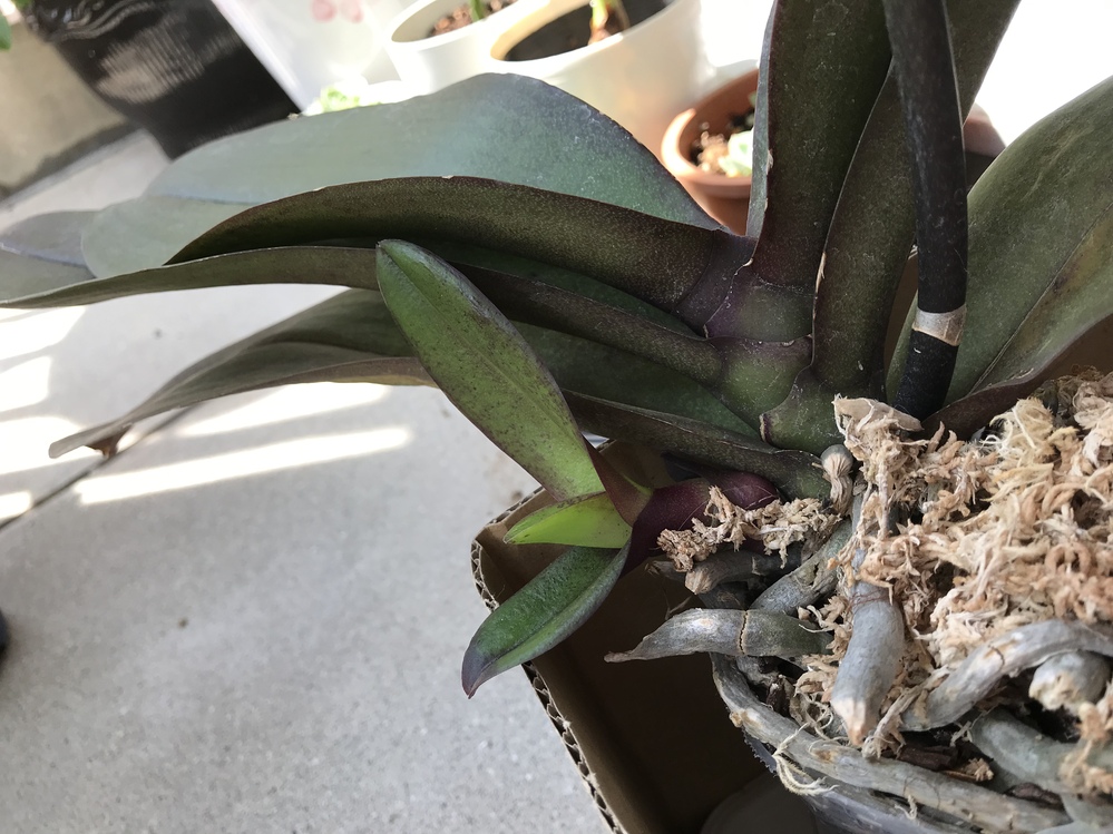 胡蝶蘭の脇芽が出てきました。初めての経験です。この後、どうし