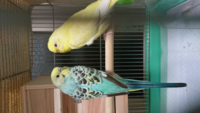セキセイインコの繁殖色の組み合わせについて質問です 最近セキセイ Yahoo 知恵袋