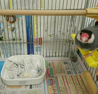 文鳥の産卵について1歳になる文鳥が今日初めて産卵しました(1... - Yahoo!知恵袋