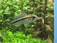 アピスト繁殖複数小型水槽管理 アピストをグラミー混泳で飼育していま Yahoo 知恵袋