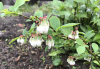 ブルーベリーを苗購入直後から マンションの室内で育てたいと思いますが Yahoo 知恵袋