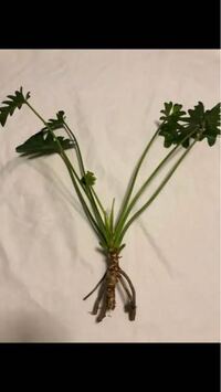 春から夏の間に掛けてクッカバラ 観葉植物 がものすごく葉を出し広がりを Yahoo 知恵袋