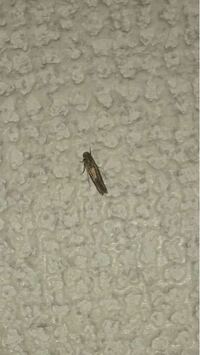 部屋に発生する小さい蛾のような虫この虫が最近大量発生してます 一日3 Yahoo 知恵袋