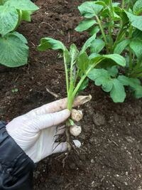 ジャガイモの芽かき後のやつを違う場所に植え直したらジャガイモ Yahoo 知恵袋