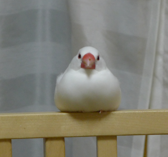 どうして文鳥はお餅のようになって寝るのですか？ - 可愛いいです。本当... - Yahoo!知恵袋