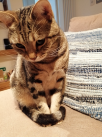 猫さんが前足にしっぽを巻き付けて座っているのは なんか意味あ Yahoo 知恵袋