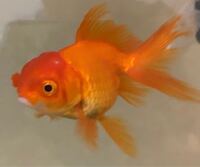 白点病が治りません 助けて下さい もう３週間も薬浴しているの Yahoo 知恵袋