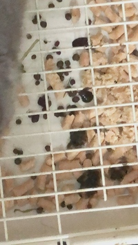 生後1ヶ月の子ウサギのうんちについて質問です 正常なうんちが多く出ている Yahoo 知恵袋