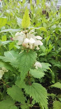 シソの葉に似た葉をもち 薄緑色の穂のような花が咲く草の名前を教えてください Yahoo 知恵袋