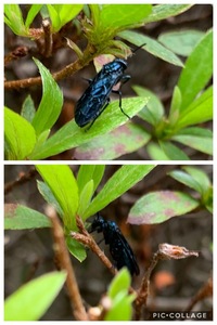 この蟻みたいな青い虫はなんと言う名前でしょうか 知っている方がいらっし Yahoo 知恵袋