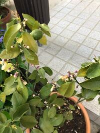 レモンの葉っぱが黄色くなってきています 植木鉢で育てているので 栄養が足りな Yahoo 知恵袋