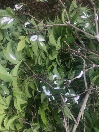 庭にトネリコを植えていますが 枝や葉に白い虫の卵のような Yahoo 知恵袋