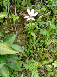 この植物の名前を名前を教えてください 場所は三重県南部で日当たりの良い Yahoo 知恵袋