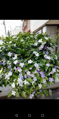 生垣について 生垣を作りたいのですが 庭があまり広くない Yahoo 知恵袋