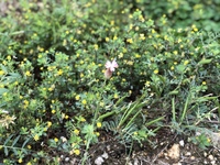 春雑草 について質問です 写真がぼやけて分かりにくいのですがこちらの Yahoo 知恵袋