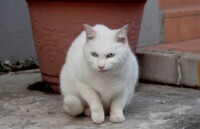 私は汚い猫を見つけたので 虐待することにしました と はじまる Yahoo 知恵袋