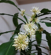 幸福の木の花は 受粉させないと種にはなりませんか それ Yahoo 知恵袋
