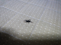 蜘蛛って人の皮膚を刺しますか 夏に手を虫に刺され 蚊でも Yahoo 知恵袋