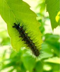 これはマイマイ蛾の幼虫でしょうか コナラの葉の裏にに1匹いて群れ Yahoo 知恵袋