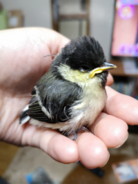 カラスはゆで卵を食べますか ゆで卵も食べますが生卵も大 Yahoo 知恵袋