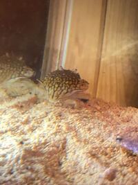 よく海でキンセンガニを捕まえるのですが このカニは食べれるので Yahoo 知恵袋