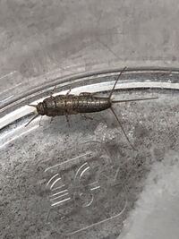 部屋にヤマトシミみたいなやつが一匹あらわれましたしかもそいつ Yahoo 知恵袋