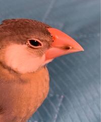 桜文鳥のクチバシの色と換羽中のぐぜり について教えて下さい 桜文鳥の Yahoo 知恵袋