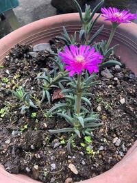 このピンクの花が咲く多肉植物の名前を教えてください マツ Yahoo 知恵袋