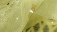 メダカをポリバケツで飼育していますが、1㎝くらいの円柱状の茶色のかご状の骨組みで内部はゼリー状の水性生物が現れました。
動きはありません。
植物プランクトンでしょうか？ 