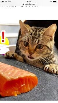 Youtubeで 凶暴猫てんちゃん という動画を見たのですが どうして懐い Yahoo 知恵袋