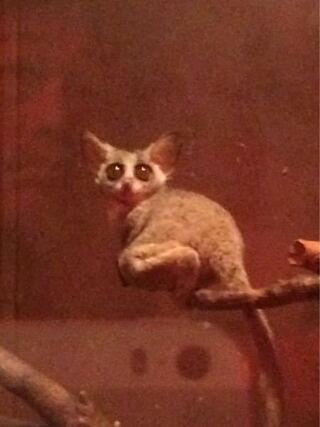 これはなんて言う動物ですか ジャンプ力がすごくて 小さくて猫に Yahoo 知恵袋