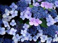 白い紫陽花の名前を教えてください 梅雨時は白い花が咲き 薄緑 Yahoo 知恵袋