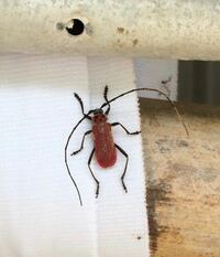 この虫は何でしょうか 赤いカミキリムシかな Mu Yahoo 知恵袋