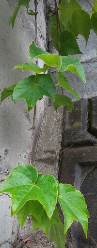 つゆくさを殺す除草剤ないでしょうか 畑で色々な野菜を作るのですがつゆくさだけが Yahoo 知恵袋