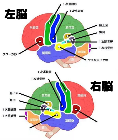 左脳 右脳 違い あなたは右脳派 左右の脳のどちらの働きが強いかがわかる診断方法 Amp Petmd Com