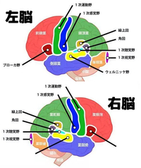 右脳と左脳の違いについて大脳の機能局在について いくら調べても右脳がど Yahoo 知恵袋