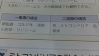 中3です ヒトの口腔上皮細胞の観察をして 考察課題が出ました 4 Yahoo 知恵袋