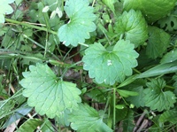 渓流に生えてるこのカキドオシに似た植物はなんでしょうか ヒメチドメや Yahoo 知恵袋