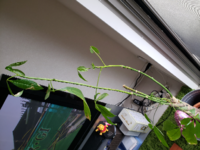 ベゴニアの葉っぱ うちで育てているベゴニアの葉が白くなってしまいます 新 Yahoo 知恵袋