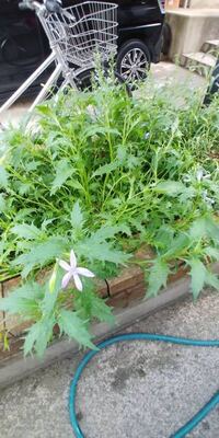 この野草の名前が分かりません 水菜に似ているのですが花の色が異な Yahoo 知恵袋