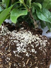 観葉植物の土の表面に白い粉 結晶 のようなものができてます これは Yahoo 知恵袋