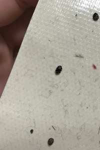 この虫が何の虫がわかりますか 画像はガムテープでくっつけたも Yahoo 知恵袋