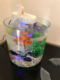 金魚が亡くなっちゃったんだけど どうしましょう 僕の大切なペットが 生 Yahoo 知恵袋