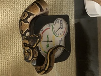 ボールパイソンのベビーを飼っています このベビーは餌付けされてないらしくて Yahoo 知恵袋