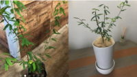 観葉植物に付いた跳ねる虫部屋の中に観葉植物を置いています ５年ほど置いているネ Yahoo 知恵袋