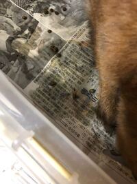 尿画像注意 うさぎのおしっこの色について 今朝私の飼っ Yahoo 知恵袋